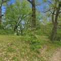Slider image thumbail number 6