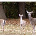 Slider image thumbail number 18