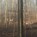 Slider image thumbail number 21