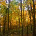 Slider image thumbail number 22