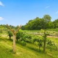 Slider image thumbail number 41