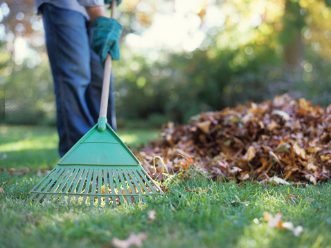 Person raking leaves in garden
