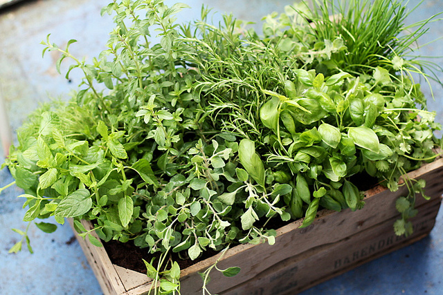 Featured image for Indoor Herb Gardens We Love