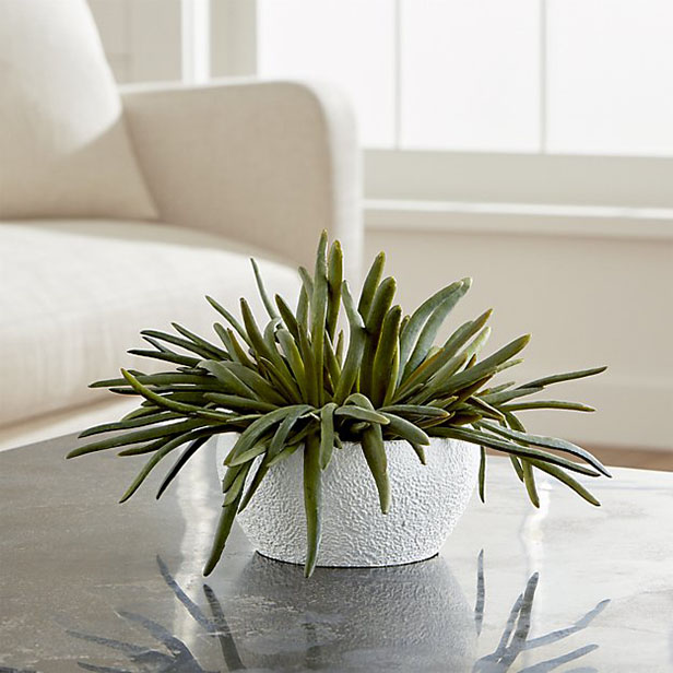 Plant on table