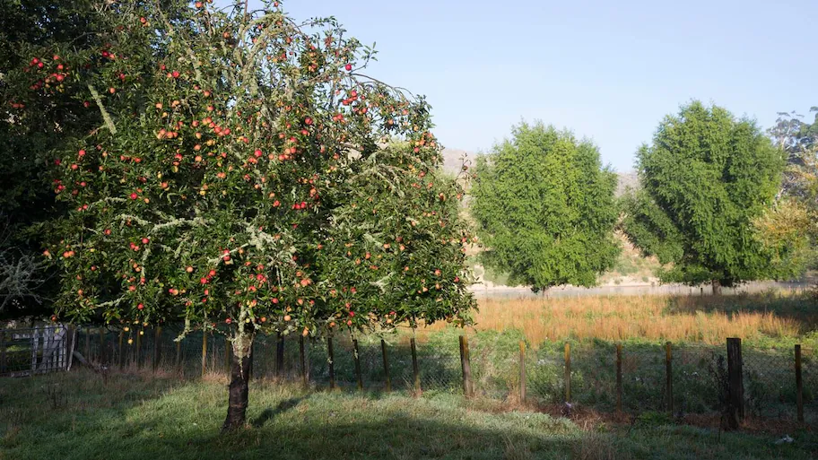 The Power of Trees Learn Which Ones Can Make Your Property Value
