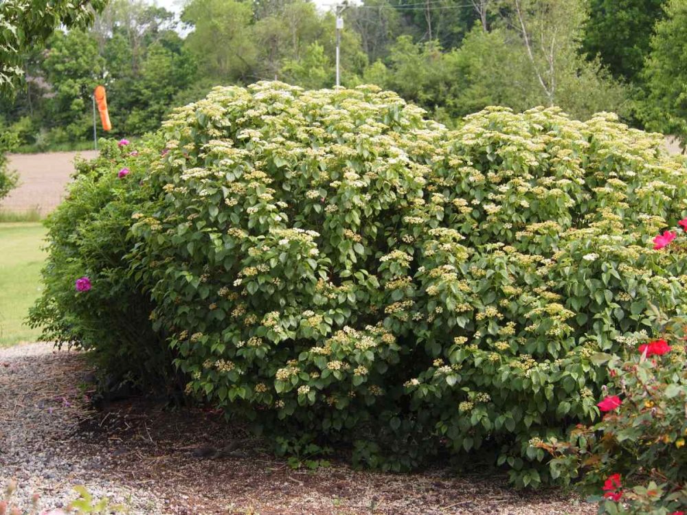 Featured image for How to Landscape With Shrubs
