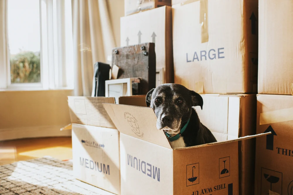 Featured image for How to Help Your Pets Adjust to Moving into a New Home